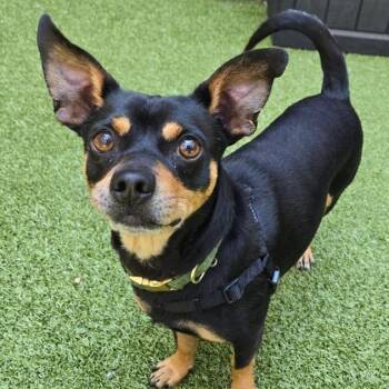 Milo -  Chihuahua Dog Available for Adoption in Wantagh, New York - Milo | PetCurious