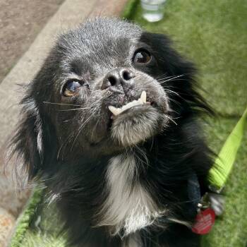 Chess -  Pekingese Dog for Adoption - Chess | PetCurious