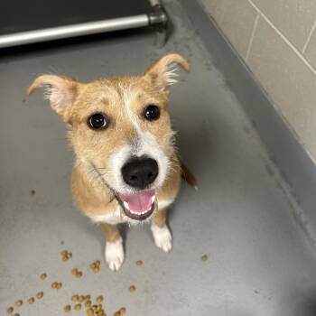 Terrier and Mixed Breed Dogs Available for Adoption in Batavia, Ohio - Faline | PetCurious