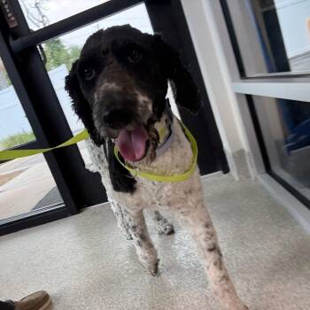 Trump -  Mixed Breed Dog for Adoption in Englewood, Florida - Trump | PetCurious