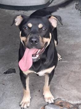 Knox -  Pit Bull Terrier and German Shepherd Dog Dog for Adoption in Brewton, Alabama - Knox | PetCurious