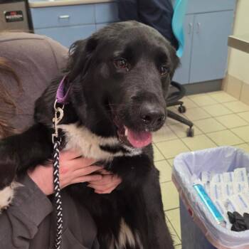 Mixed Breed Dogs Available for Adoption in Charleston, West Virginia - Luna | PetCurious