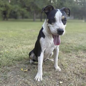 Smores -  American Staffordshire Terrier Dog for Adoption in Caldwell, Texas - Smores | PetCurious