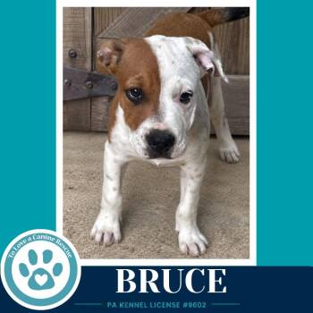 Bruce (B Buds) 082926 -  American Bulldog Dog for Adoption in Kimberton, Pennsylvania - Bruce (B Buds) 082926 | PetCurious
