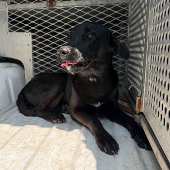 Beaker -  Retriever Dog for Adoption in Edinburg, Texas - Beaker | PetCurious