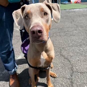 Doberman Pinscher and Weimaraner Dogs Available for Adoption in New York, New York - Agnes | PetCurious