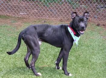 Mixed Breed Dogs Available for Adoption in Athens, Georgia - Gerard | PetCurious