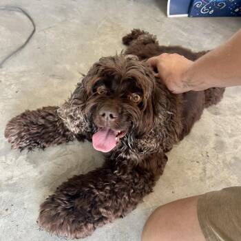 Lady -  Cocker Spaniel Dog for Adoption in Houston, Texas - Lady | PetCurious