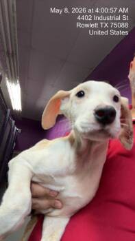 Dogo Argentino and Border Collie Dogs Available for Adoption in Rowlett, Texas - Judy Garland | PetCurious