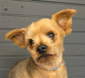 Linus -  Yorkshire Terrier Dog for Adoption in New York, New York - Linus | PetCurious