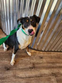 Beagle Dogs Available for Adoption in Troy, Alabama - Sophie | PetCurious