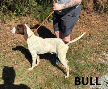 German Shorthaired Pointer Dogs Available for Adoption in Washington, Georgia - Bull | PetCurious