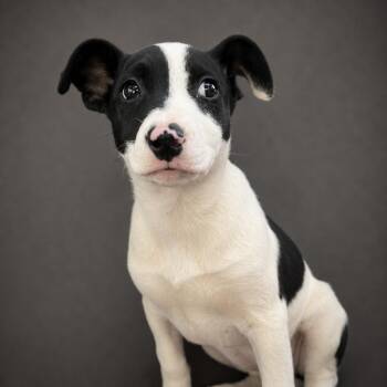 Mixed Breed Dogs Available for Adoption in Pulaski, Tennessee - Joy | PetCurious