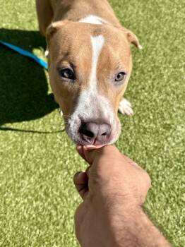 Mixed Breed Dogs Available for Adoption in Wichita, Kansas - Frog Latte | PetCurious