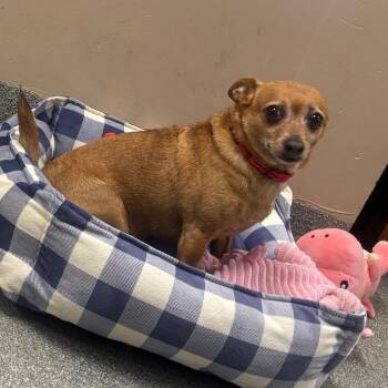Otis -  Chihuahua Dog for Adoption in Batavia, Ohio - Otis | PetCurious