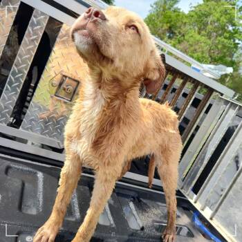 Yellow Labrador Retriever Dogs Available for Adoption - Blondie | PetCurious