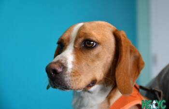 Beagle Dogs Available for Adoption in Fort Mill, South Carolina - TruFru | PetCurious