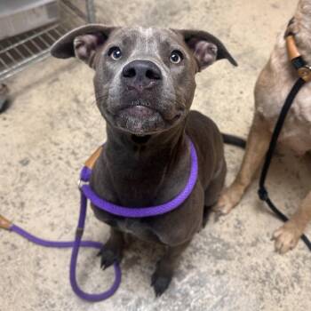 Astaria -  Pit Bull Terrier Dog for Adoption in Canton, Illinois - Astaria | PetCurious