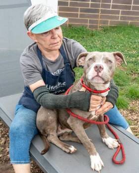 Marsupial -  Mixed Breed Dog for Adoption in Chamblee, Georgia - Marsupial | PetCurious