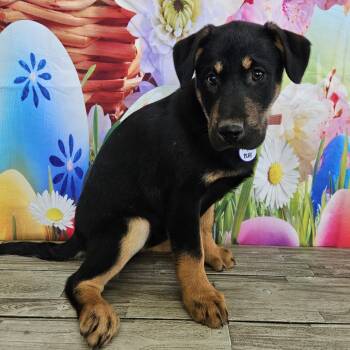 Collie and Labrador Retriever Dogs Available for Adoption - Hayden | PetCurious