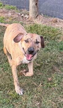 Tiggy -  Catahoula Leopard Dog and Mixed Breed Dog for Adoption in Albion, New York - Tiggy | PetCurious
