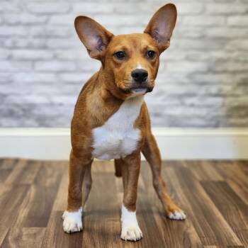 Copper -  Mixed Breed Dog for Adoption in Montgomery, Alabama - Copper | PetCurious