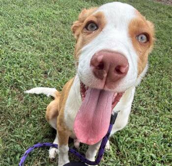 OAT -  Pit Bull Terrier Dog for Adoption in Charlotte, North Carolina - OAT | PetCurious