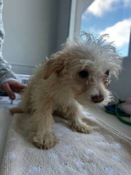 Rescue Mixed Breed Dogs for Adoption in Thousand Oaks, California - Mills | PetCurious