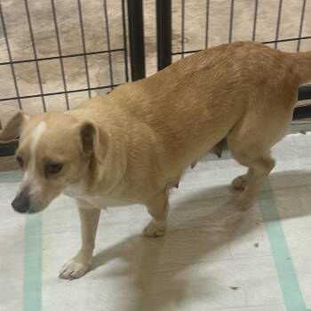 Chihuahua and Labrador Retriever Dogs Available for Adoption in San Saba, Texas - Changus | PetCurious