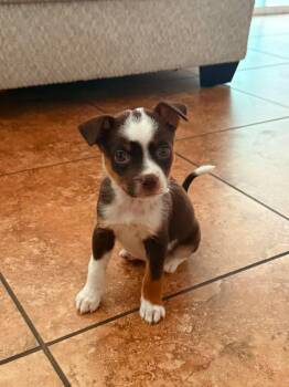 Mocha -  Border Collie Dog for Adoption in Mesa, Arizona - Mocha | PetCurious