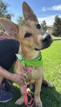 Rescue Shepherd Dogs for Adoption in Thousand Oaks, California - Aurora -- URGENT!!! | PetCurious
