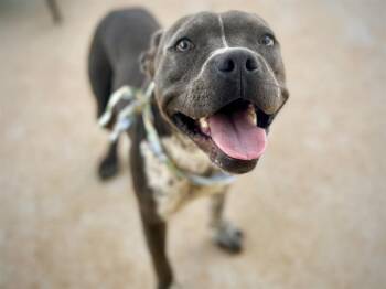 PISTACHIO -  Pit Bull Terrier Dog for Adoption in Charlotte, North Carolina - PISTACHIO | PetCurious