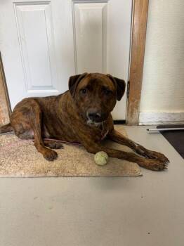 Mastiff Dogs Available for Adoption in Driggs, Idaho - Atlas | PetCurious