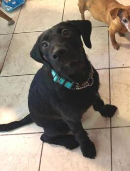Billy -  Labrador Retriever and Standard Poodle Dog for Adoption in Rootstown, Ohio - Billy | PetCurious