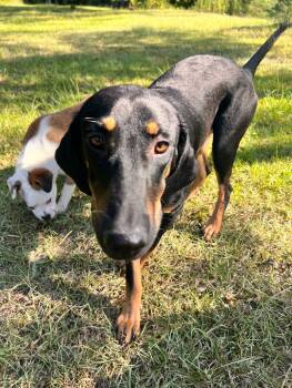 Rescue Hound and Poodle Dogs for Adoption in Thomasville, Alabama - Woody | PetCurious