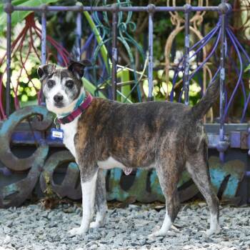 Feist Dogs Available for Adoption in Wake Forest, North Carolina - Fermi | PetCurious