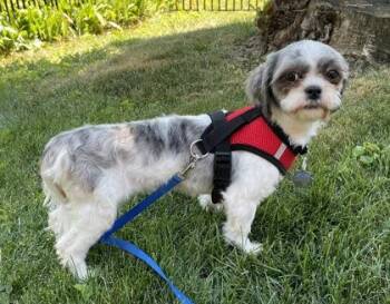 Brooklyn -  Shih Tzu Dog for Adoption in Oak Creek, Wisconsin - Brooklyn | PetCurious
