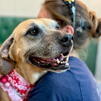 Oatmeal Russell -  Labrador Retriever and Black Mouth Cur Dog for Adoption in Friendswood, Texas - Oatmeal Russell | PetCurious