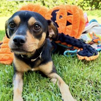 Jess -  Miniature Pinscher Dog for Adoption in Los Angeles, California - Jess | PetCurious