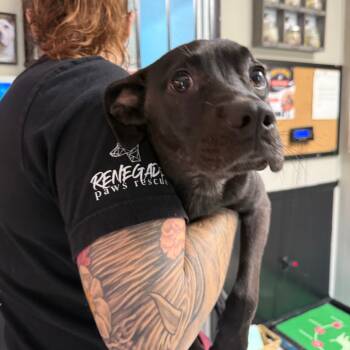 Rescue Black Labrador Retriever Dogs for Adoption in Savannah, Georgia - Griff Graff | PetCurious