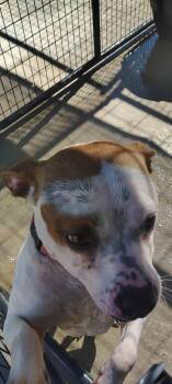 Rescue American Staffordshire Terrier Dogs for Adoption in Taylorsville, Kentucky - Spice | PetCurious