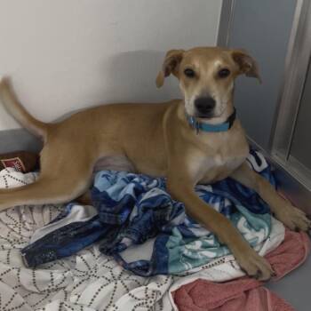 Chai Tea -  Mountain Cur and Mixed Breed Dog for Adoption in Clearwater, Florida - Chai Tea | PetCurious