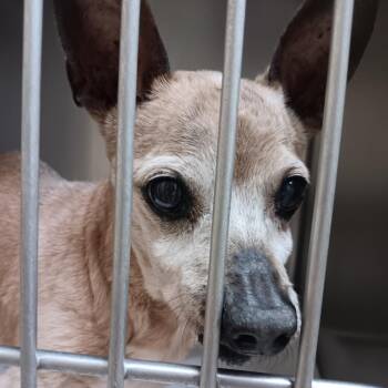 Mixed Breed Dogs Available for Adoption - Chico | PetCurious