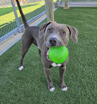 Casserole Frank -  Great Dane and Pit Bull Terrier Dog for Adoption in Sparta, Wisconsin - Casserole Frank | PetCurious