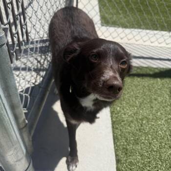 Chuck -  Corgi and Border Collie Dog for Adoption in Cody, Wyoming - Chuck | PetCurious