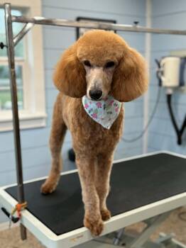 Standard Poodle Dogs Available for Adoption in Louise, Texas - Angelica | PetCurious
