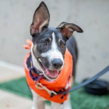 Shepherd and Mixed Breed Dogs Available for Adoption - Luna | PetCurious