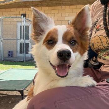 Corgi and Mixed Breed Dogs Available for Adoption - FOSTER OR FOSTER-TO-ADOPT NEEDED Simba | PetCurious