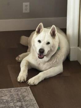 Sir -  Akita Dog for Adoption - Sir | PetCurious