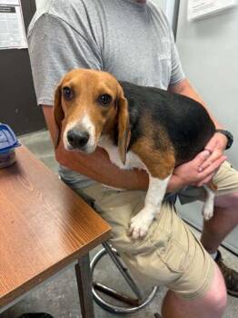 Morgan -  Beagle and Mixed Breed Dog for Adoption in Bowling Green, Kentucky - Morgan | PetCurious